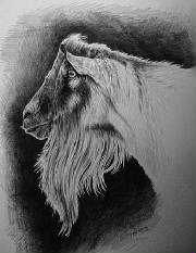 aurek-drawing-1.jpg