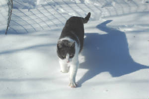 kitty-snow.jpg