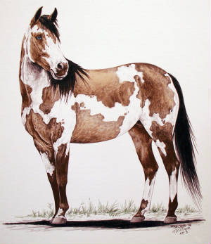 paint-horse-1.jpg